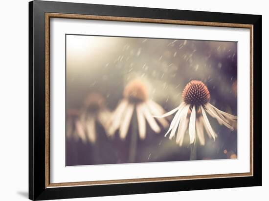 Summer Flower under Rain-Alexey Rumyantsev-Framed Photographic Print