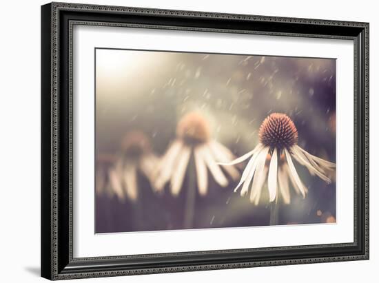 Summer Flower under Rain-Alexey Rumyantsev-Framed Photographic Print