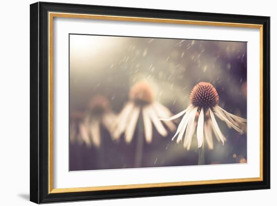 Summer Flower under Rain-Alexey Rumyantsev-Framed Photographic Print