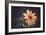 Summer Flower-Alexey Rumyantsev-Framed Photographic Print