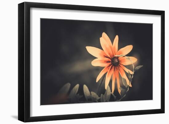 Summer Flower-Alexey Rumyantsev-Framed Photographic Print