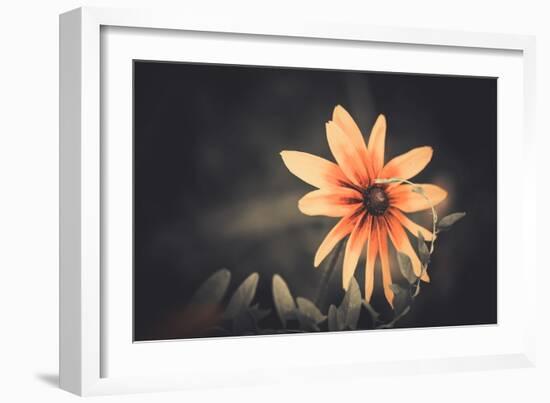 Summer Flower-Alexey Rumyantsev-Framed Photographic Print