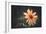 Summer Flower-Alexey Rumyantsev-Framed Photographic Print