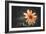 Summer Flower-Alexey Rumyantsev-Framed Photographic Print