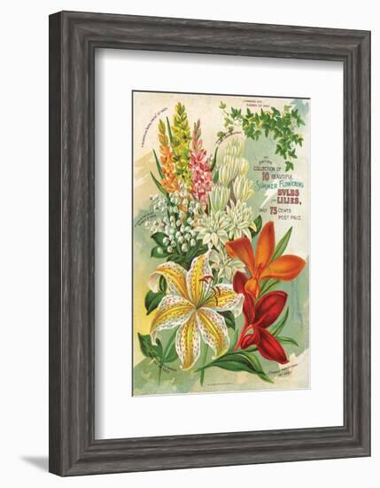 Summer Flowering Bulbs &Lilies-null-Framed Art Print