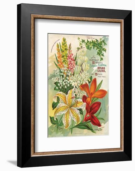 Summer Flowering Bulbs &Lilies-null-Framed Art Print