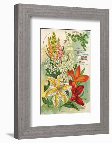 Summer Flowering Bulbs &Lilies-null-Framed Art Print