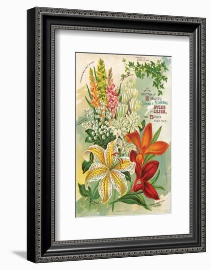 Summer Flowering Bulbs &Lilies-null-Framed Art Print