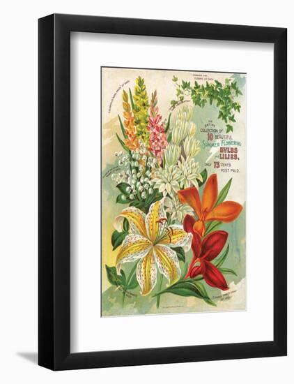 Summer Flowering Bulbs &Lilies-null-Framed Art Print