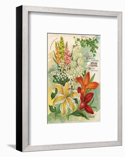 Summer Flowering Bulbs &Lilies-null-Framed Art Print