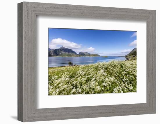 Summer Flowers Framed by Clear Water, Fredvang, Flakstad Municipality-Roberto Moiola-Framed Photographic Print