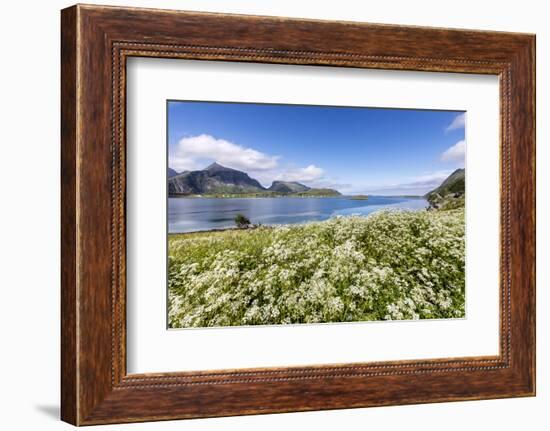 Summer Flowers Framed by Clear Water, Fredvang, Flakstad Municipality-Roberto Moiola-Framed Photographic Print