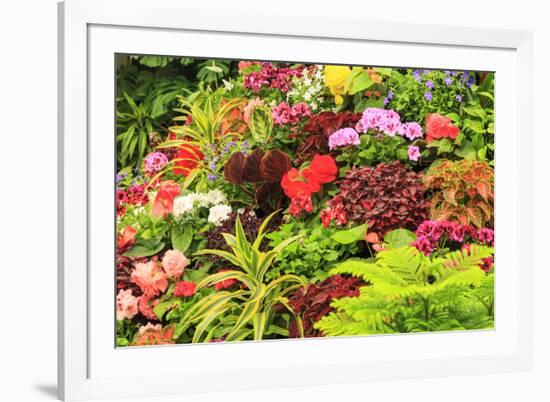 Summer flowers in a garden near Victoria, British Columbia-Stuart Westmorland-Framed Photographic Print