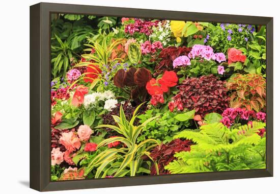 Summer flowers in a garden near Victoria, British Columbia-Stuart Westmorland-Framed Premier Image Canvas