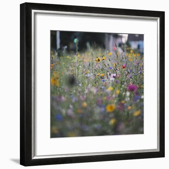 Summer flowers meadows on the roadsides of Bielefeld-Nadja Jacke-Framed Photographic Print