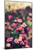 Summer Flowers Outdoors-Carolina Hernandez-Mounted Photographic Print