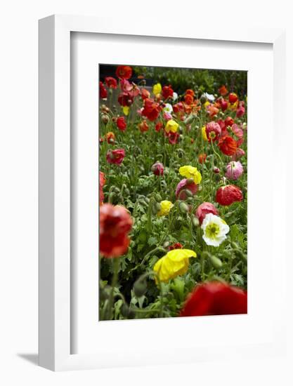 Summer Flowers-Dietmar Najak-Framed Photographic Print