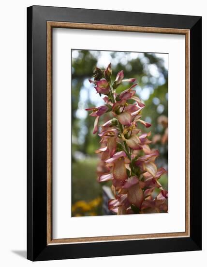 Summer Flowers-Dietmar Najak-Framed Photographic Print