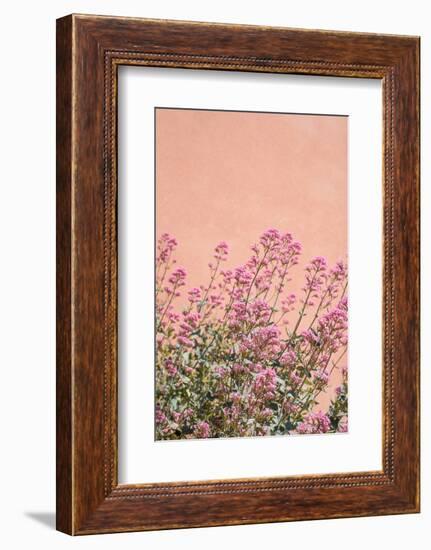 Summer Flowers-Henrike Schenk-Framed Photographic Print