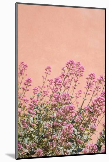 Summer Flowers-Henrike Schenk-Mounted Photographic Print