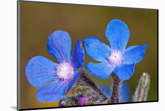 Summer Forget-me-not in flower, Chania, Crete, April-Paul Harcourt Davies-Mounted Photographic Print