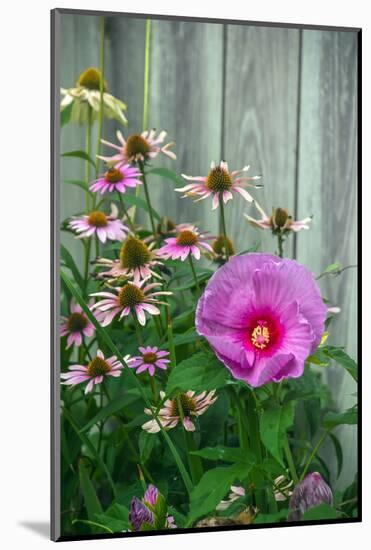 Summer garden flowers-Anna Miller-Mounted Photographic Print