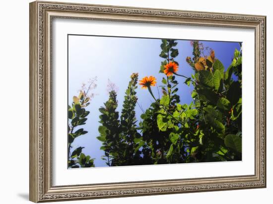 Summer Garden I-Alan Hausenflock-Framed Photographic Print