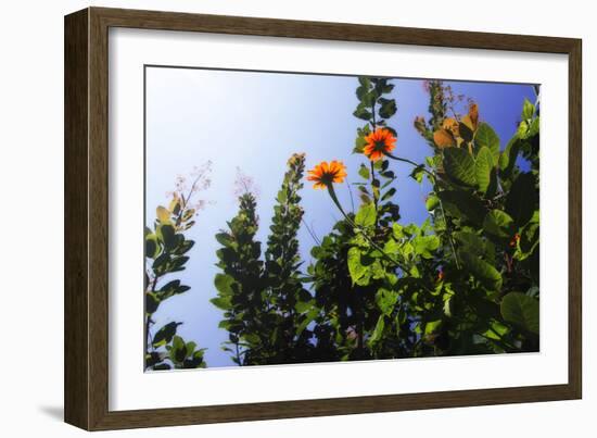 Summer Garden I-Alan Hausenflock-Framed Photographic Print