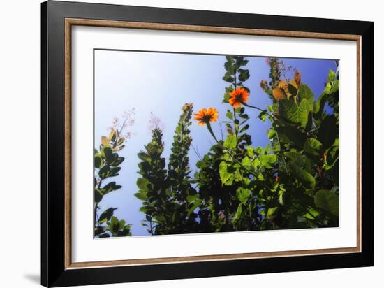 Summer Garden I-Alan Hausenflock-Framed Photographic Print