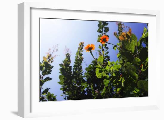 Summer Garden I-Alan Hausenflock-Framed Photographic Print