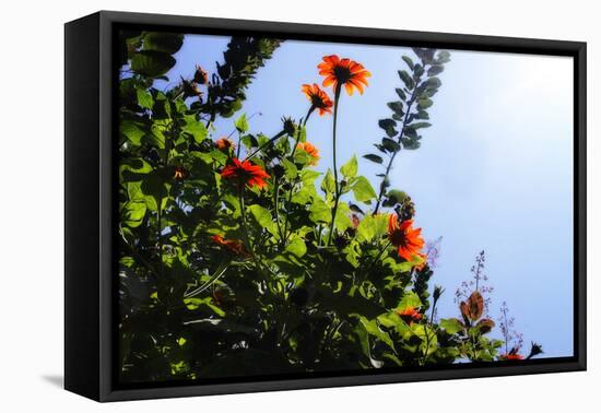 Summer Garden II-Alan Hausenflock-Framed Premier Image Canvas