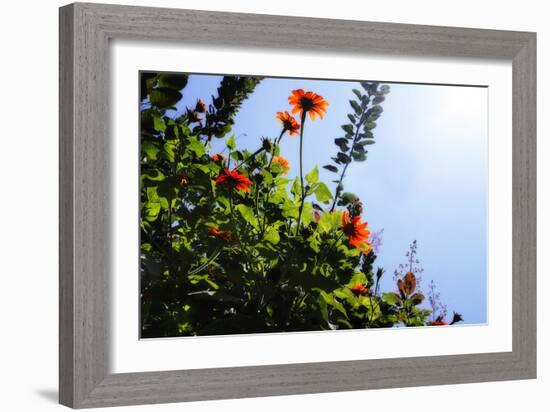 Summer Garden II-Alan Hausenflock-Framed Photographic Print