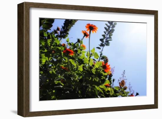 Summer Garden II-Alan Hausenflock-Framed Photographic Print