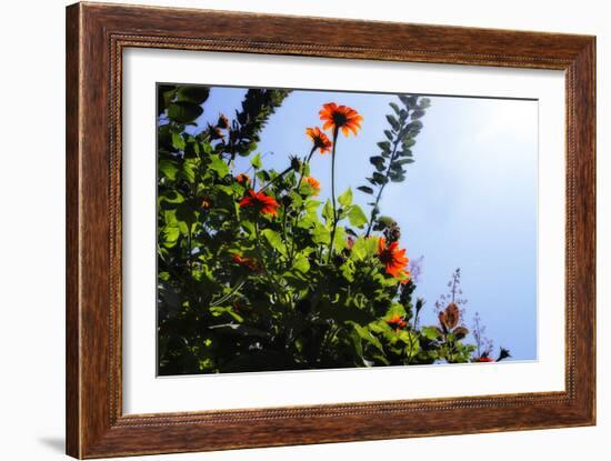 Summer Garden II-Alan Hausenflock-Framed Photographic Print