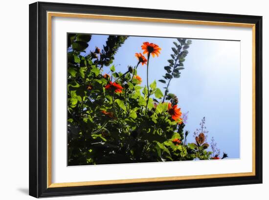 Summer Garden II-Alan Hausenflock-Framed Photographic Print