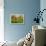Summer Garden II-Heidi Westum-Framed Premier Image Canvas displayed on a wall