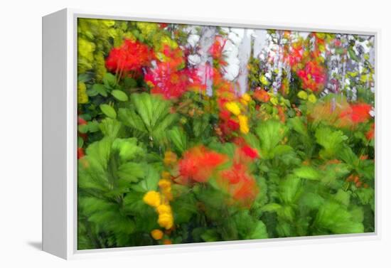 Summer Garden II-Heidi Westum-Framed Premier Image Canvas