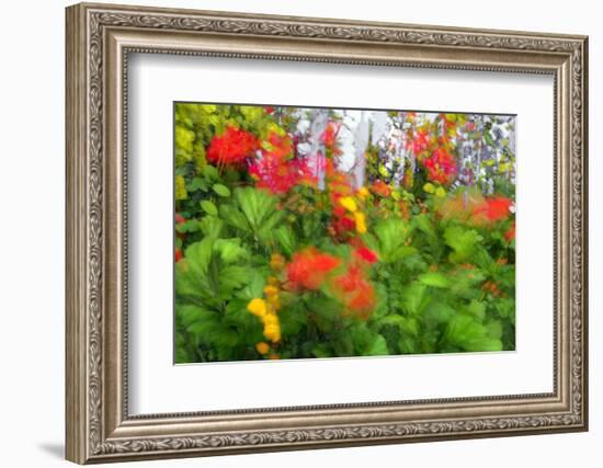 Summer Garden II-Heidi Westum-Framed Photographic Print