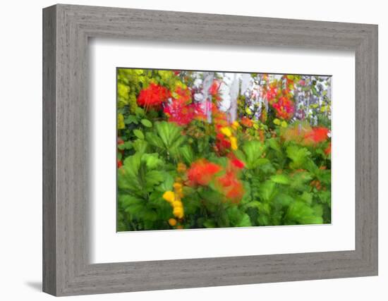 Summer Garden II-Heidi Westum-Framed Photographic Print