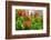 Summer Garden II-Heidi Westum-Framed Photographic Print