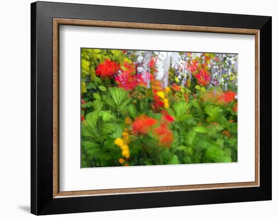 Summer Garden II-Heidi Westum-Framed Photographic Print