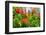 Summer Garden II-Heidi Westum-Framed Photographic Print