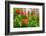 Summer Garden II-Heidi Westum-Framed Photographic Print