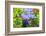 Summer Garden II-Heidi Westum-Framed Photographic Print