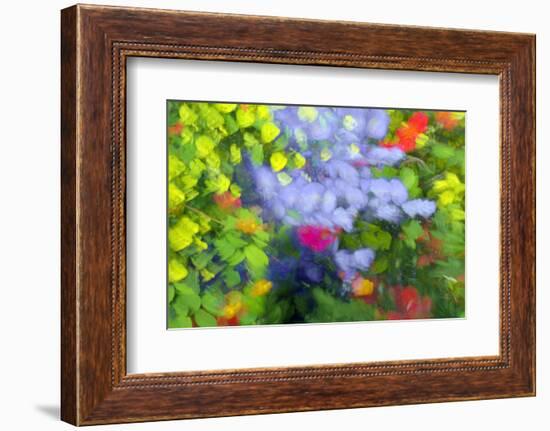 Summer Garden II-Heidi Westum-Framed Photographic Print