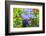 Summer Garden II-Heidi Westum-Framed Photographic Print