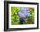 Summer Garden II-Heidi Westum-Framed Photographic Print