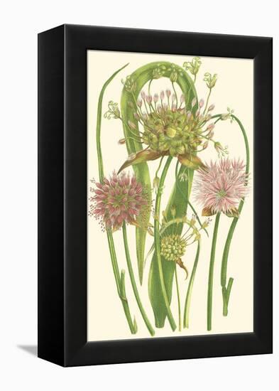 Summer Garden VI-Anne Pratt-Framed Stretched Canvas