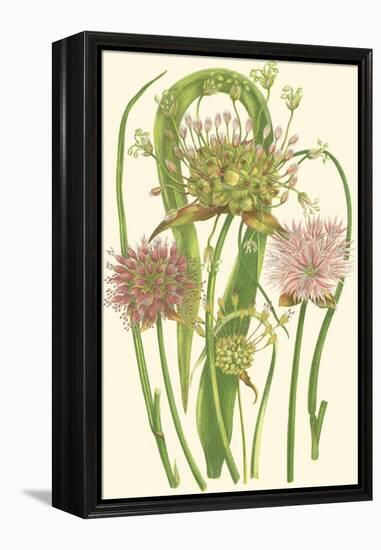 Summer Garden VI-Anne Pratt-Framed Stretched Canvas