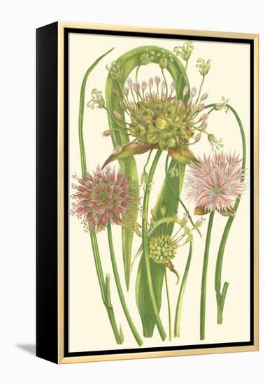 Summer Garden VI-Anne Pratt-Framed Stretched Canvas